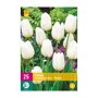 Tulpenbollen Triumph Wit (XXL zak 25 stuks)